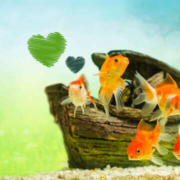 Tierliebe Bubblenavi Fisch